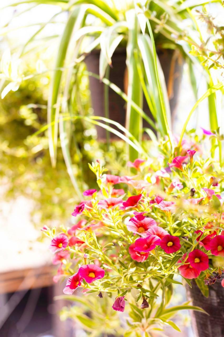 Cat House Hotel Chiang Mai Exterior photo